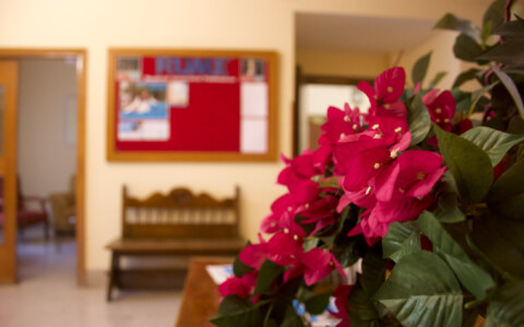 fiori 1