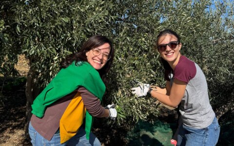 raccolta olive